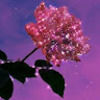 rubycpink